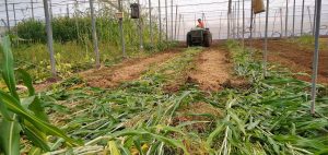 El Ifapa prueba en invernaderos de Almería que la biosolarización permite desinfectar el suelo y preservar sus bacterias beneficiosas
