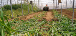El Ifapa prueba en invernaderos de Almería que la biosolarización permite desinfectar el suelo y preservar sus bacterias beneficiosas