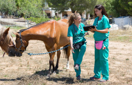 Veterinarias rurales, un pilar esencial de la salud, la sostenibilidad y el bienestar en el medio rural de Toledo