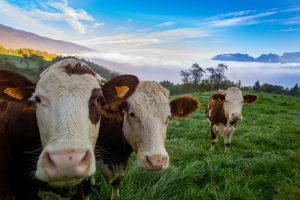 Unos 60 equipos veterinarios vacunan al ganado de las explotaciones de Girona contra la DNC