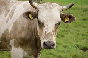 Sacrifican todas las cabezas de ganado de una explotación de Bergara tras varios positivos de tuberculosis bovina