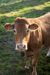 Cantabria suspende hasta fin de año todas las ferias ganaderas y endurece medidas por la Dermatosis Nodular Contagiosa