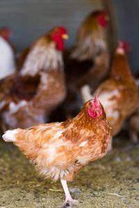 Notificado un foco de gripe aviar en una granja con 315.000 aves en la zona restringida en Olmedo (Valladolid)