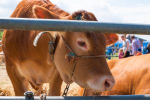 Navarra prohíbe la celebración de ferias y mercados de ganado ante el "empeoramiento" de la situación en Francia