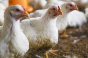 CyL prohíbe desde hoy y durante 21 días concentraciones de aves de corral para prevenir la difusión de la gripe aviar