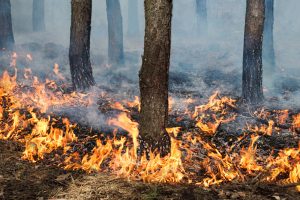 El Consejo de Ministros aprueba las ayudas para los agricultores y ganaderos afectados por los grandes incendios forestales