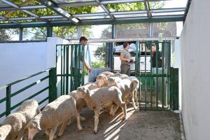 La Feria Internacional Ganadera de Zafra 2025 arranca este jueves con 2.000 cabezas de ganado y 600 expositores