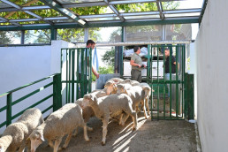 La Feria Internacional Ganadera de Zafra 2025 arranca este jueves con 2.000 cabezas de ganado y 600 expositores