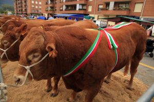 La exposición ganadera de Gangas Eguna de Zalla contará con la participación de 250 cabezas de ganado
