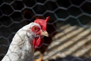 El brote de gripe aviar en una granja de Valdemoro preocupa al Gobierno regional