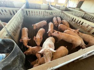 Gobierno tranquiliza y apoya al sector porcino tras la imposición de aranceles chinos a las exportaciones