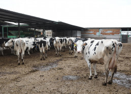 Inmovilizadas hasta el día 20 por la Dermatosis Nodular las ganaderías cántabras que fueron al concurso de Gijón