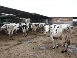 Inmovilizadas hasta el día 20 por la Dermatosis Nodular las ganaderías cántabras que fueron al concurso de Gijón