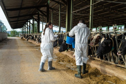 Confirmados seis nuevos focos de DNC en otras seis granjas del Alt Empordà (Girona)