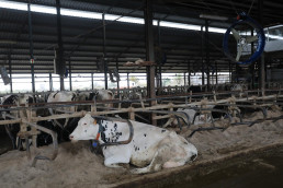 Cantabria y sector primario acuerdan reforzar las medidas de bioseguridad frente a la Dermatosis Nodular