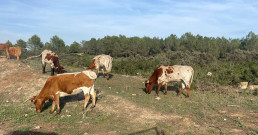 La FAO distingue a la herramienta Ecogan por su contribución a la producción ganadera sostenible