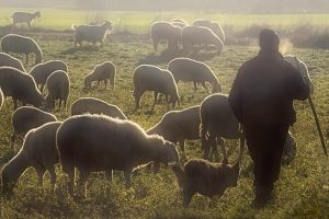 Guriezo suspende la feria de ganado ovino y caprino prevista para el sábado por la Dermatosis Nodular