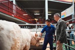 La Subasta Nacional de Ganado Selecto se celebra este fin de semana en Colmenar Viejo con más de 170 ejemplares puros