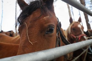 Más de 700 reses y unas 70 ganaderías se dan cita en la feria de San Lucas de Hoznayo