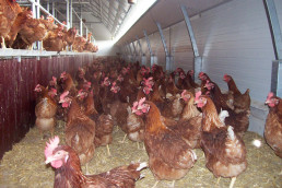 Notificado un foco de gripe aviar en una granja de Pollos en Ataquines (Valladolid) con unas 54.000 aves afectadas