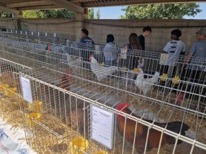 El Departamento de Agricultura refuerza las medidas sanitarias en ferias y exposiciones ganaderas