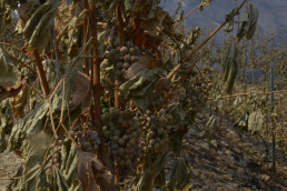 El Gobierno aprueba ayudas para los agricultores y los ganaderos afectados por los incendios de este verano