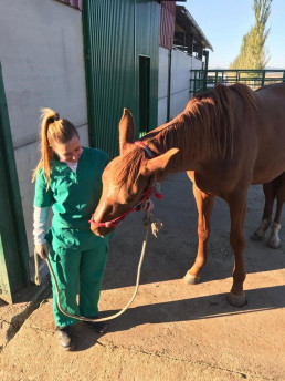 Las ayudas al sector equino para la cría, selección y doma de caballos de silla se pueden solicitar desde este jueves