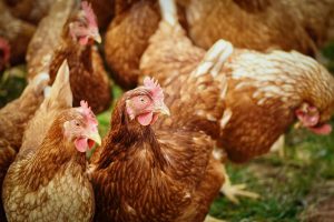 Agricultura recomienda reforzar las medidas biosanitarias en las explotaciones avícolas