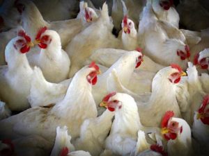 Agricultura adopta medidas para prevenir la introducción de la influenza aviar en explotaciones avícolas