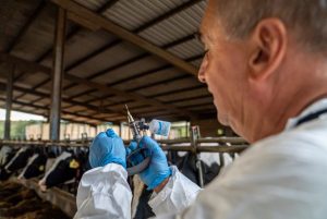 El Govern inicia la vacunación de 370.000 animales para la DNC en nuevas zonas de Catalunya