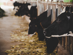 El Gobierno actualiza la normativa sobre el uso de proteínas animales transformadas en la alimentación animal