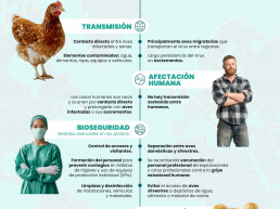 La OCV llama a la calma e insiste en que el contagio de influenza aviar a humanos es muy excepcional