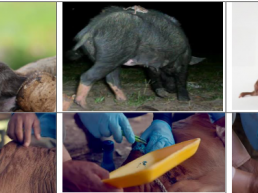 DOCUMENTAL Cochliomyia hominivorax, (Coquerel, 1858) (Gagne 1981).BIOLOGÍA Y ANATOMÍA DEL PARÁSITO P II (2-6) Capítulo II