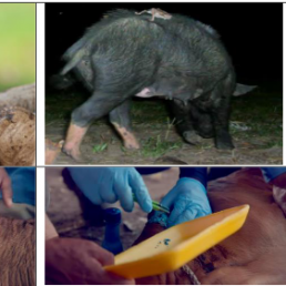 DOCUMENTAL Cochliomyia hominivorax, (Coquerel, 1858) (Gagne 1981).BIOLOGÍA Y ANATOMÍA DEL PARÁSITO P II (2-6) Capítulo II