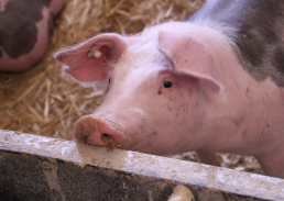 España detecta dos casos de peste porcina africana en animales silvestres