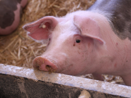 España detecta dos casos de peste porcina africana en animales silvestres