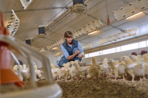 Boehringer Ingelheim obtiene dos dictámenes positivos del CVMP de la Agencia Europea de Medicamentos para las vacunas frente a la gripe aviar: VAXXITEK® HVT+IBD+H5 y VAXXINACT® H5