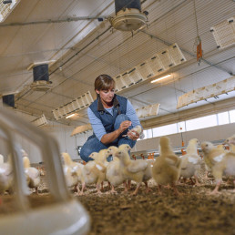 Boehringer Ingelheim obtiene dos dictámenes positivos del CVMP de la Agencia Europea de Medicamentos para las vacunas frente a la gripe aviar: VAXXITEK® HVT+IBD+H5 y VAXXINACT® H5