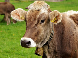 La Xunta autoriza las ferias de ganado bovino procedente de explotaciones gallegas y mantiene el resto de medidas