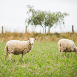 La Junta abre una consulta al sector tecnológico para diseñar un sistema de ordeño innovador para el ovino de CyL