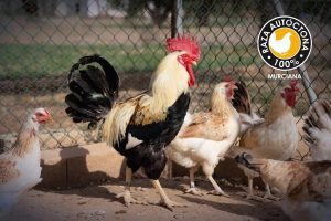 Terra Natura Murcia y Agamur se unen para preservar la gallina murciana