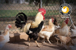 Terra Natura Murcia y Agamur se unen para preservar la gallina murciana