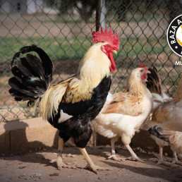 Terra Natura Murcia y Agamur se unen para preservar la gallina murciana