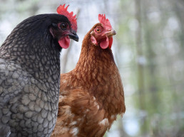 C-LM prohibe desde este martes la cría de aves de corral al aire libre para frenar la influenza aviar