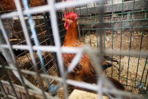 Sacrificadas 2,5 millones de gallinas tras notificarse 14 focos de gripe aviar en España