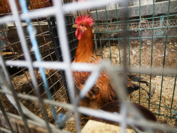 Sacrificadas 2,5 millones de gallinas tras notificarse 14 focos de gripe aviar en España
