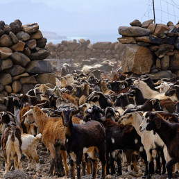 Convocada la línea de ayudas para el fomento de las razas autóctonas en Canarias, por un importe de 251.000 euros