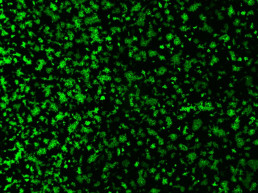Investigadores descubren que un coronavirus porcino utiliza una vía inesperada para entrar en las células