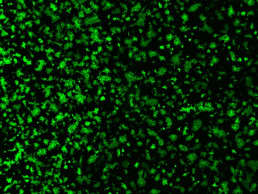 Investigadores descubren que un coronavirus porcino utiliza una vía inesperada para entrar en las células