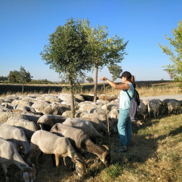 La Escuela de Pastores de Andalucía se celebrará en 2026 en Cortegana